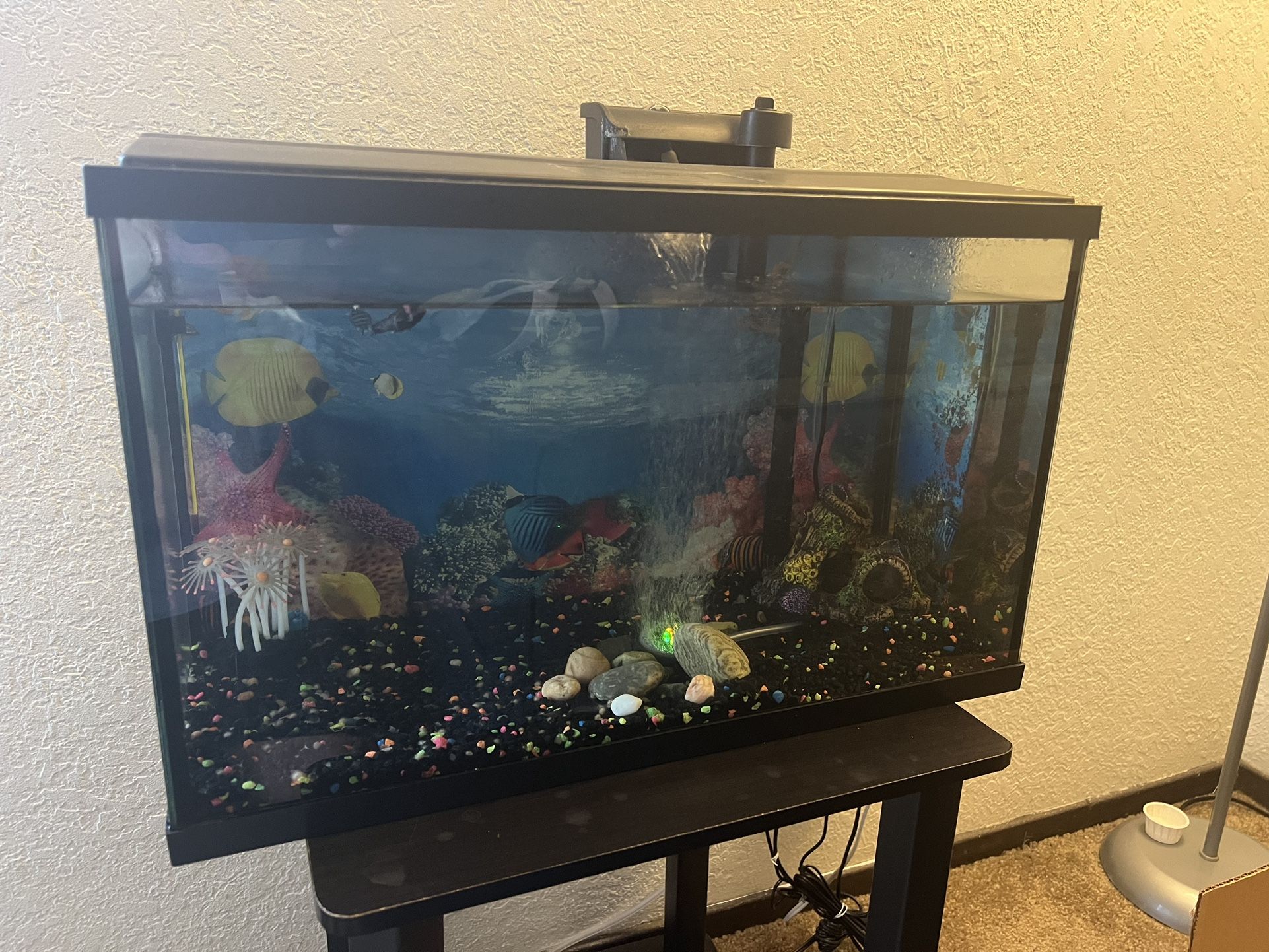 Fish Tank 