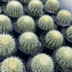 Golden Barrel Cactus In 3 Gallon Pots $20 Each 