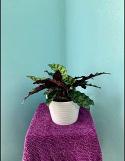 Calethea in white ceramic pot 🤍