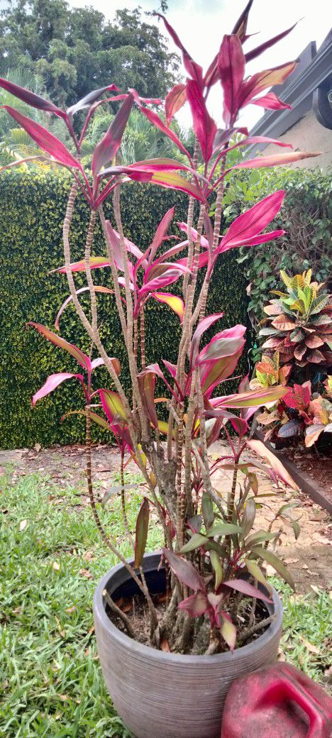Dracaena Red Sister Live Outdoor Plant in Beautiful Pot