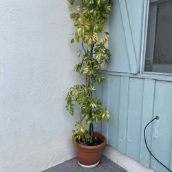 7ft Plant