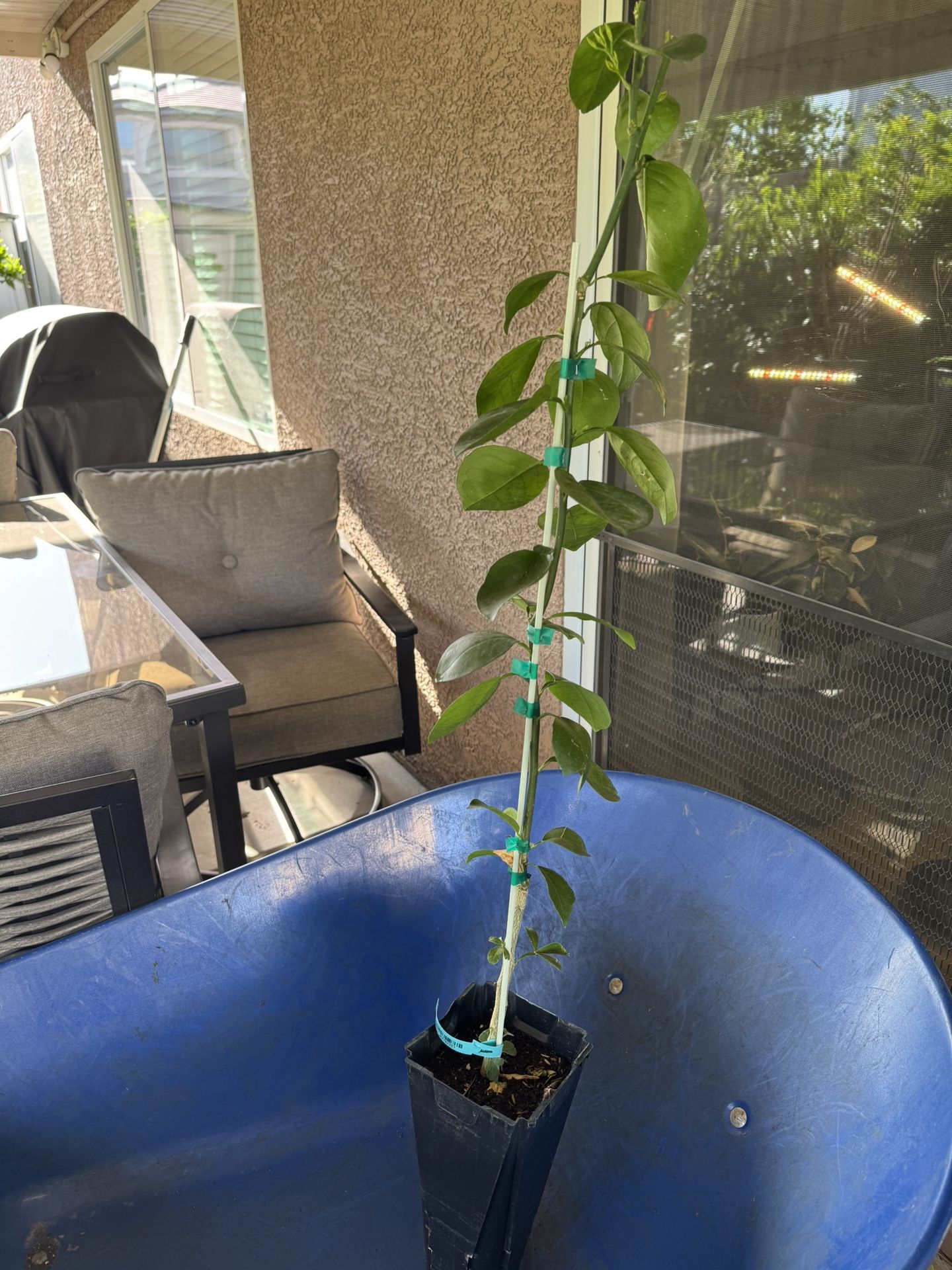 Olinda Valencia Orange Tree