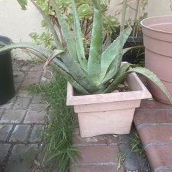 Aloe Vera Plant 