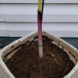 Red Canna Lily Plant 