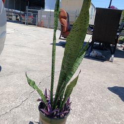 Tall House Plant/ Snake Plant