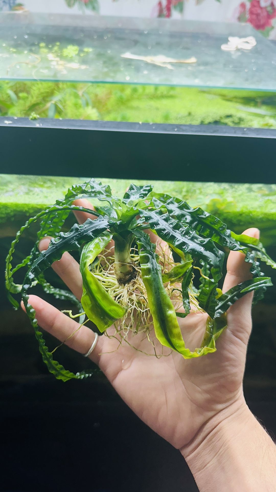 PLANT LIST November 2025