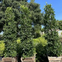 Ficus Nitida Indian Laurel Privacy Hedge