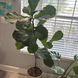 Fiddle Leaf Fig