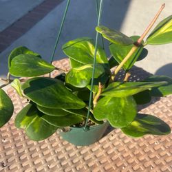 Hoya Kerri Reverse Indoor Plants