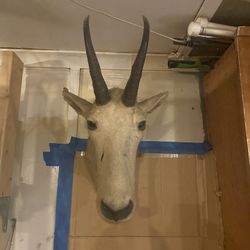 Mountain Goat Mount 