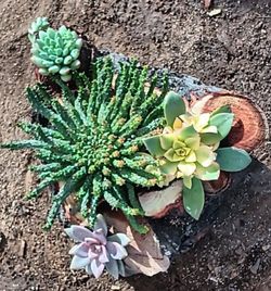 Succulents