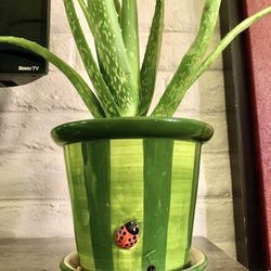 Ceramic Ladybug Potted Aloe Plant