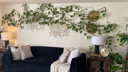 Long healthy pothos