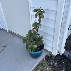 Cactus Potted Plant