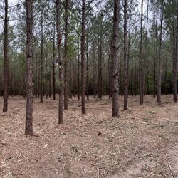 Invasive Tree  And Brush Mulching 