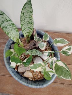 Water terrarium w plants decor