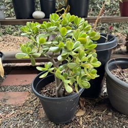 Jade Succulent Plant 1-2 feet