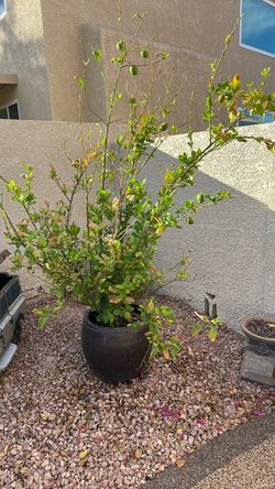 Large Potted Citrus Tree in Dark Planter