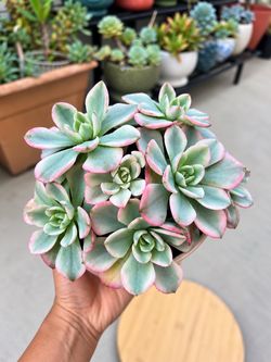 Imported Korean Echeveria Succulent (variegated)
