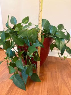 Indoor Plant