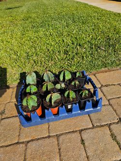 Mini Apple Cacti 3 for $5.00