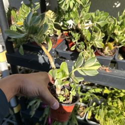 $4 Succulents 