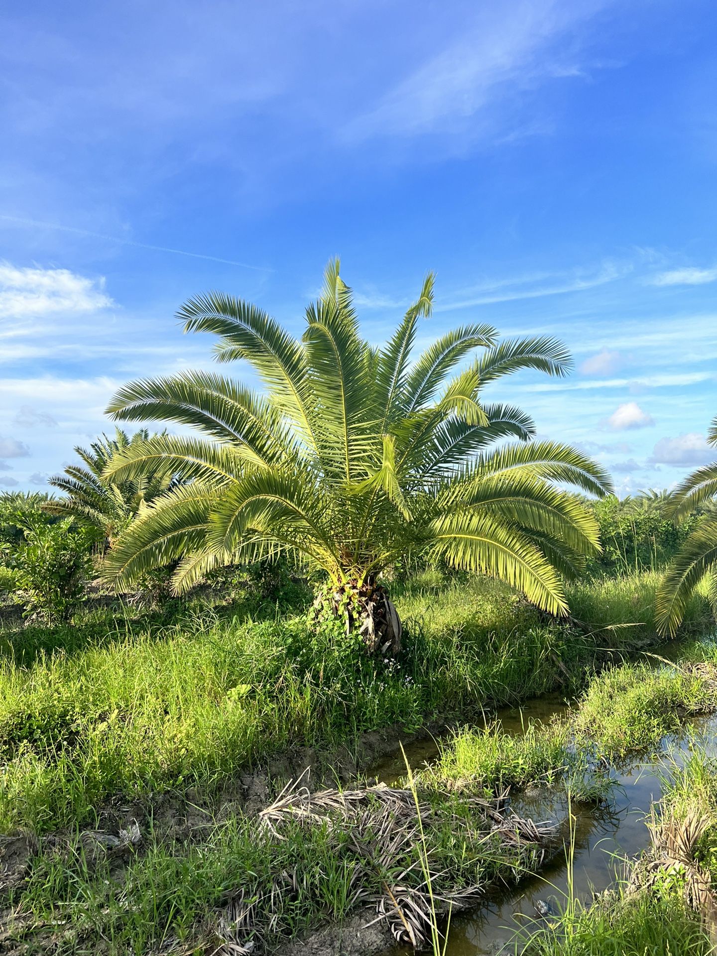 Canary Palms 2-3’ Trunk
