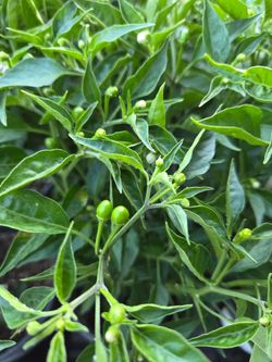 Chile chiltepin
