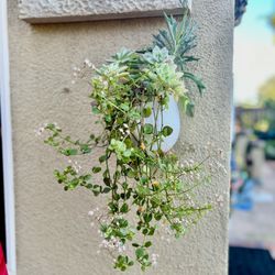 Beautiful, Healthy, Succulent Arrangement And Ceramic Hanging Basket, At Least Four Different Types Of Succulents$25