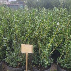 Holly Plants 3 Gallons 