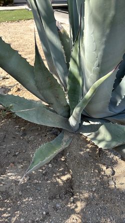 Century Plants Agave