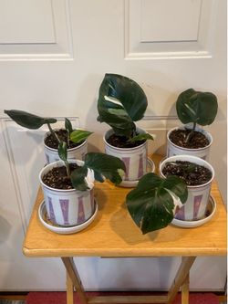 White princess philodendrons