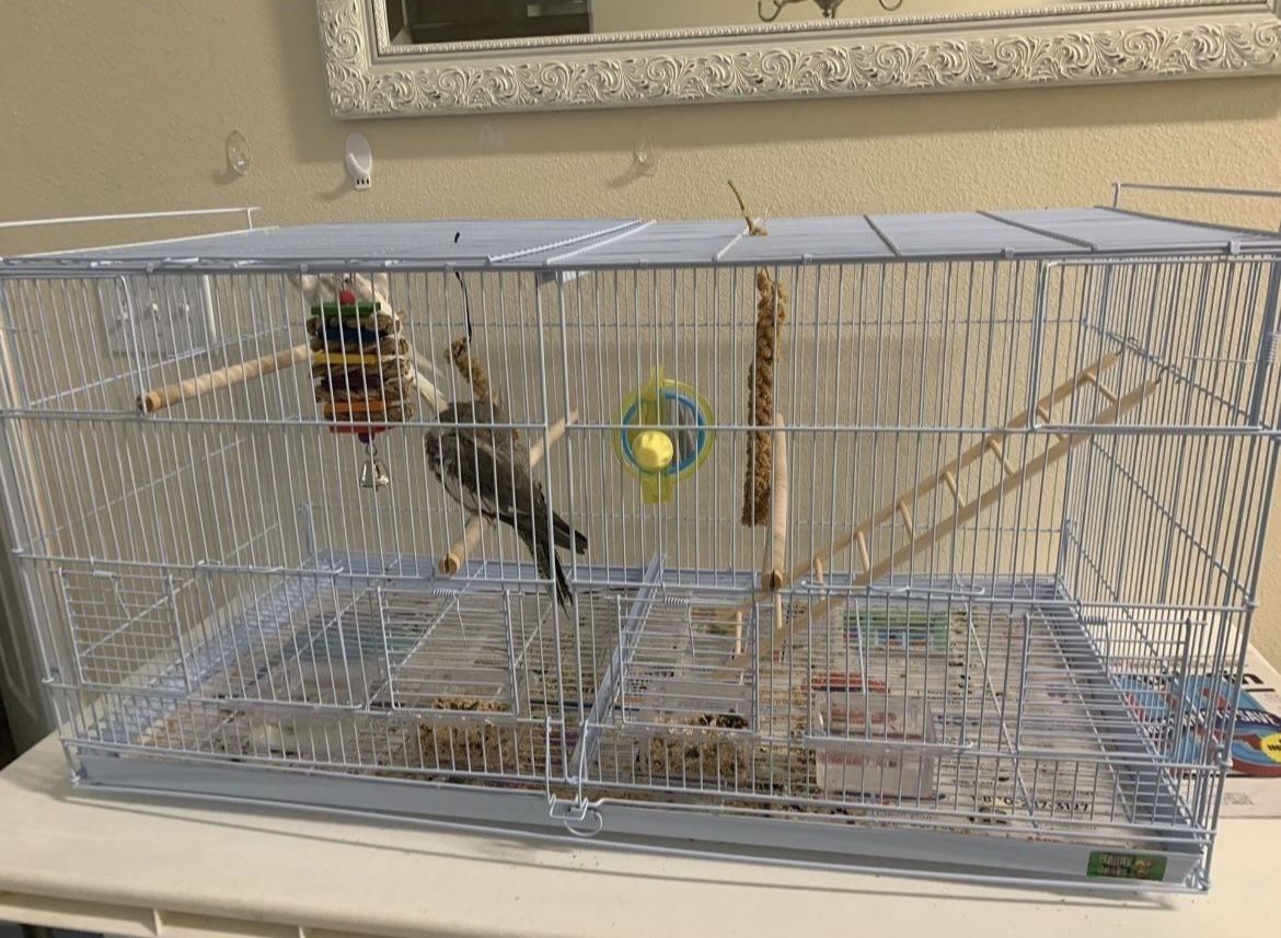 Empty Bird Cage $80