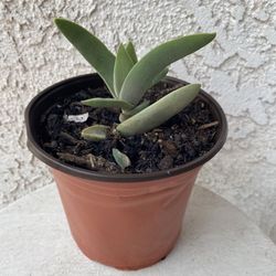 6 Inch Pot Succulent Plant - Crassula Falcata Perfoliata - Propeller Plant - Red Treasure - Rooted & Established - Drought Resistant 🪴