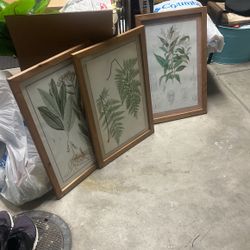 Home Decor Plant Frames