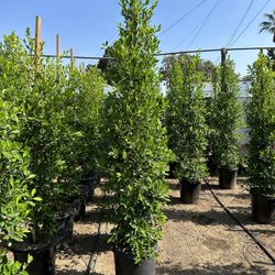 Ficus Nitida Privacy Hedge