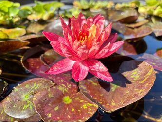 Wanvisa Water Lily