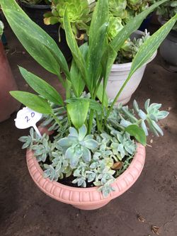 Assorted plants