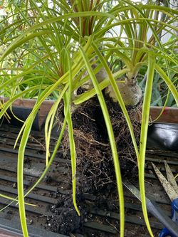 Ponytail Palm Live Plant with Bulb