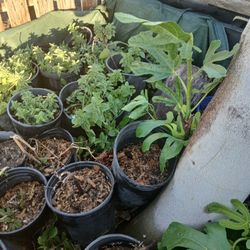 Nursery Sale Sell Out  50-  15 Gall.