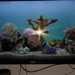 Phillips Roku Smart TV 32" W/wall Bracket