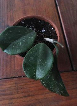 Hoya Obovata