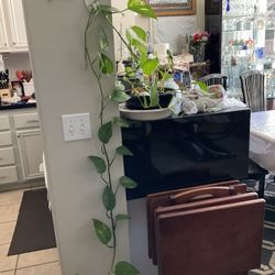 Healthy beautiful indoor plant 