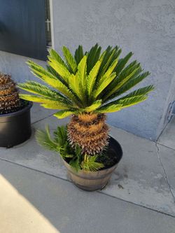 Sago in decorative pot