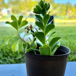 Echeveria Succulent with Pot