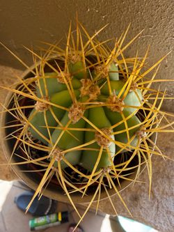 Cactus with dark yellow spikes