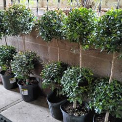 Topiaries 