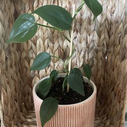 Philodendron w/red Pot 