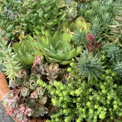 Live outdoor succulent arrangement in clay pot
