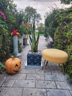 4ft tall  12years old marure snake plant ..Comfort cozy stool & ceramic 🎃 pomkin  decor...all 3 items  $35